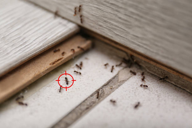 Best Affordable Pest Control Services  in Santa Fe Springs, CA